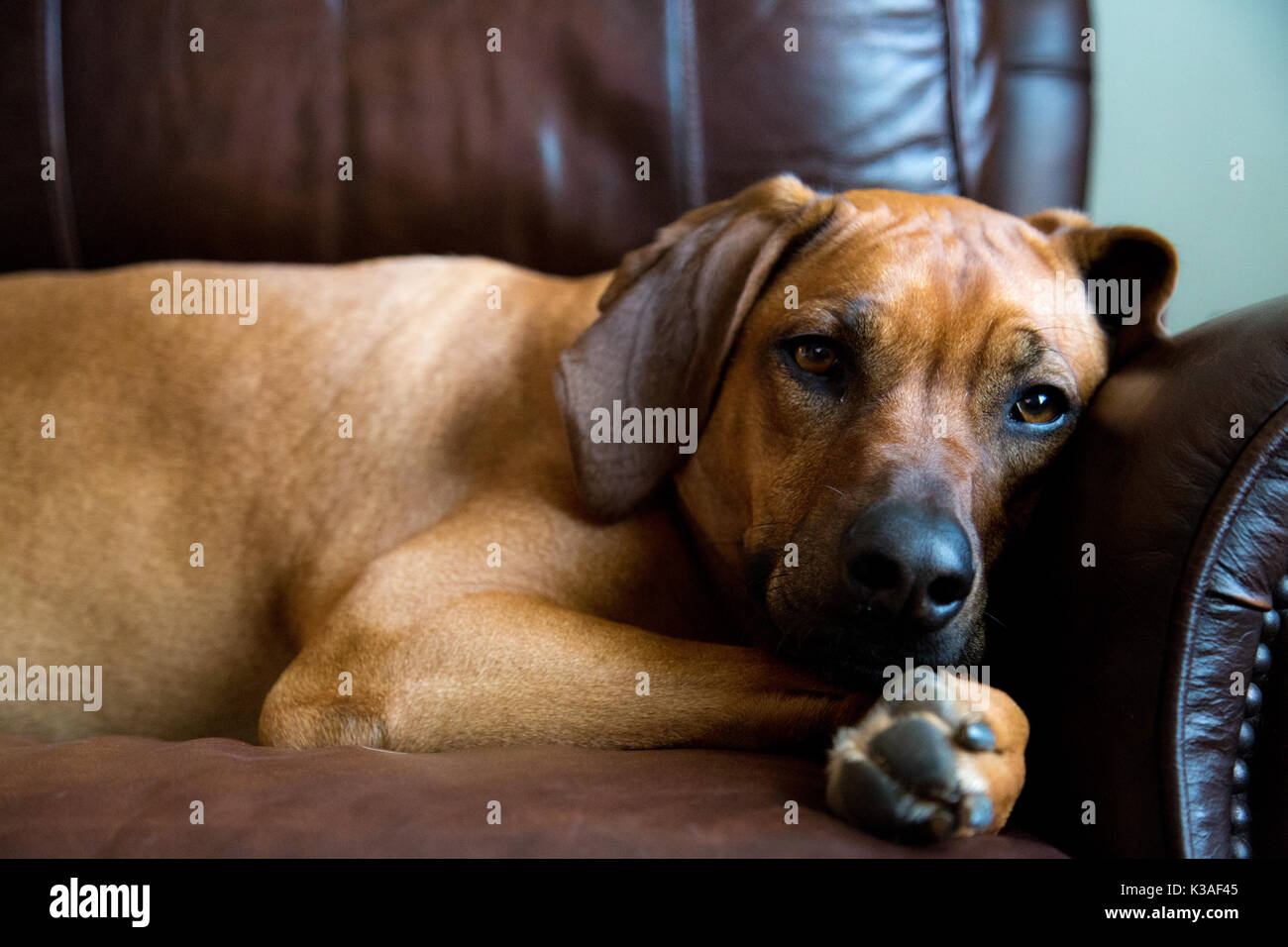 Big Dog Laying On Couch Stock Photo 156968677 Alamy