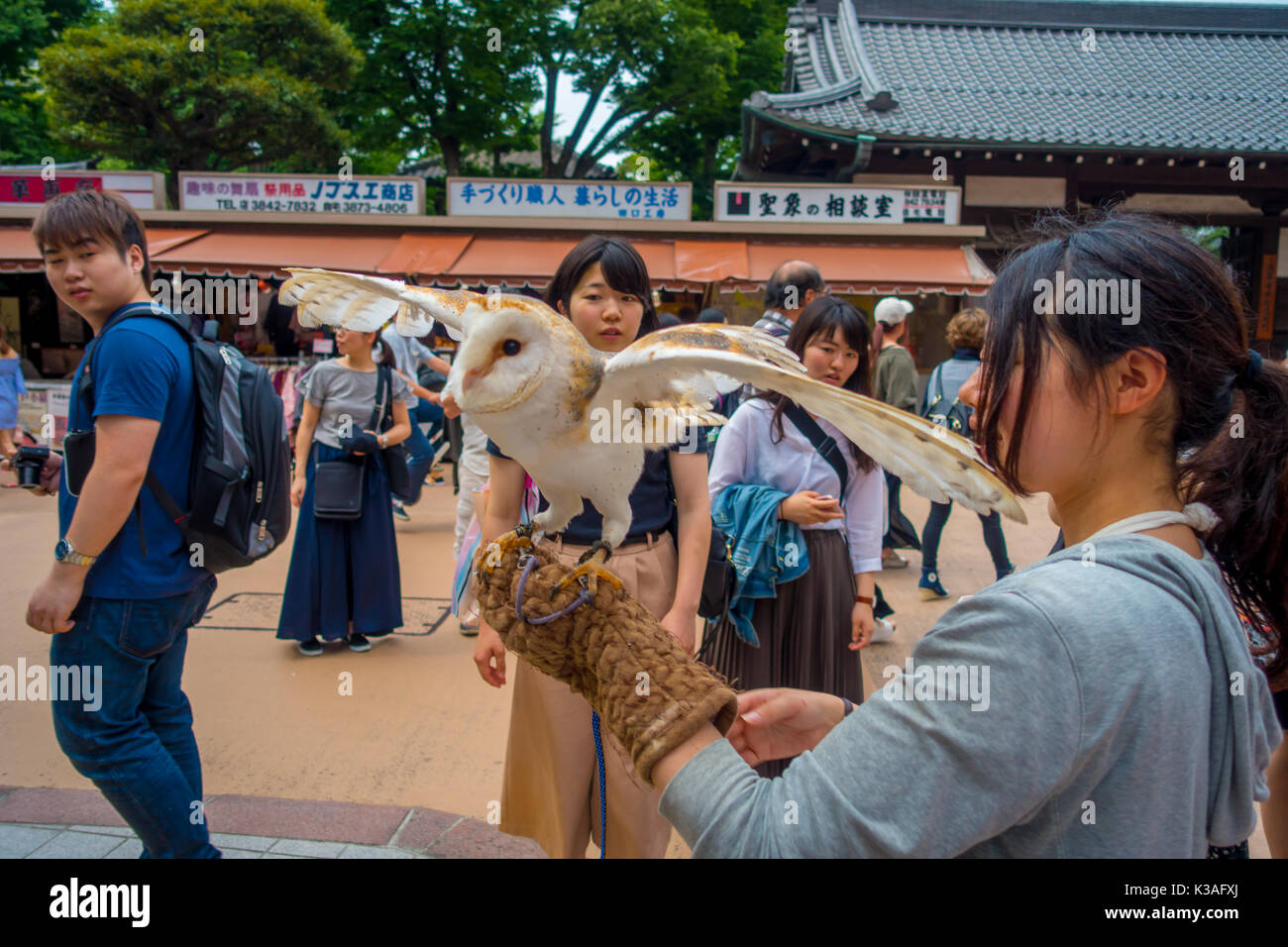 TOKYO, JAPAN JUNE 28 - 2017: Beautiful owl posing over a woman wrist in the street in Akihabara owl cafe - owls are very popular pets in Japan Stock Photo