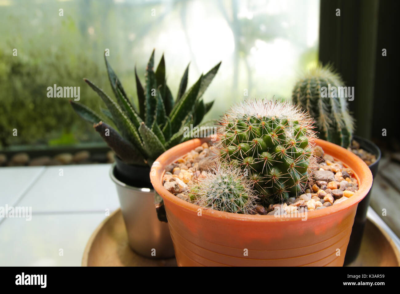 Beautiful Cactus In Pot For Home Decorate Mini Plant For Decor