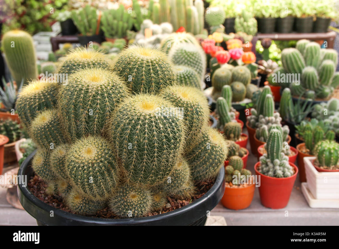 Beautiful Cactus In Pot For Home Decorate Mini Plant For Decor