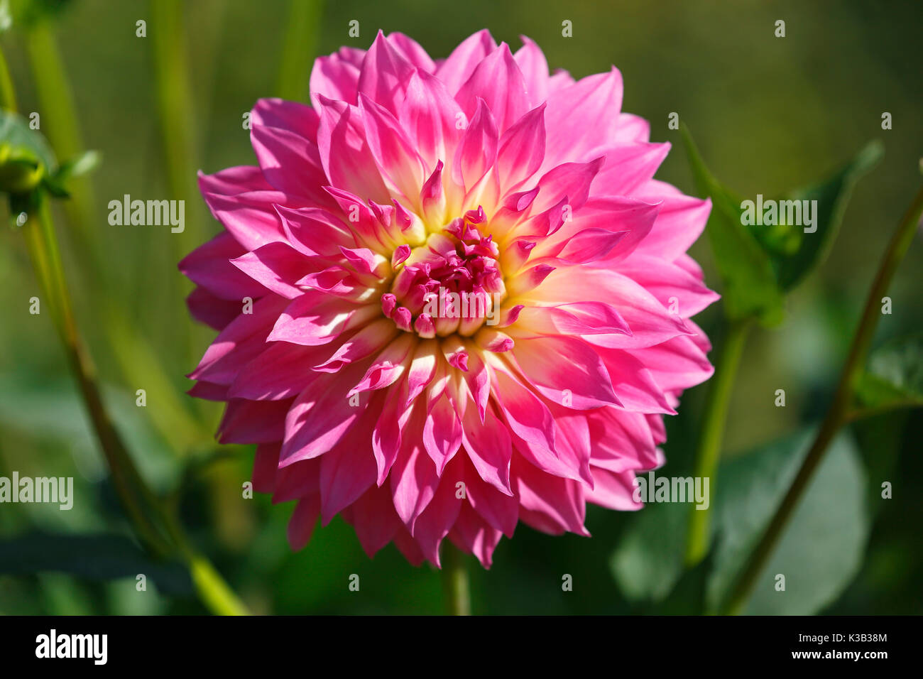 Dahlia Mia's Divine (Dahlia cultivar), Germany Stock Photo - Alamy