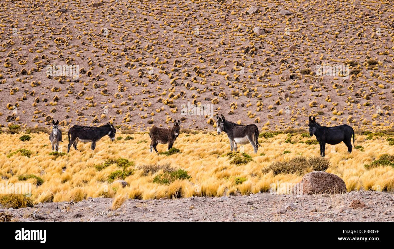 Wild Donkeyes in the Desert, Andean Plain, near Socaire, San Pedro de Atacama, El Loa Province, Antofagasta Region Stock Photo