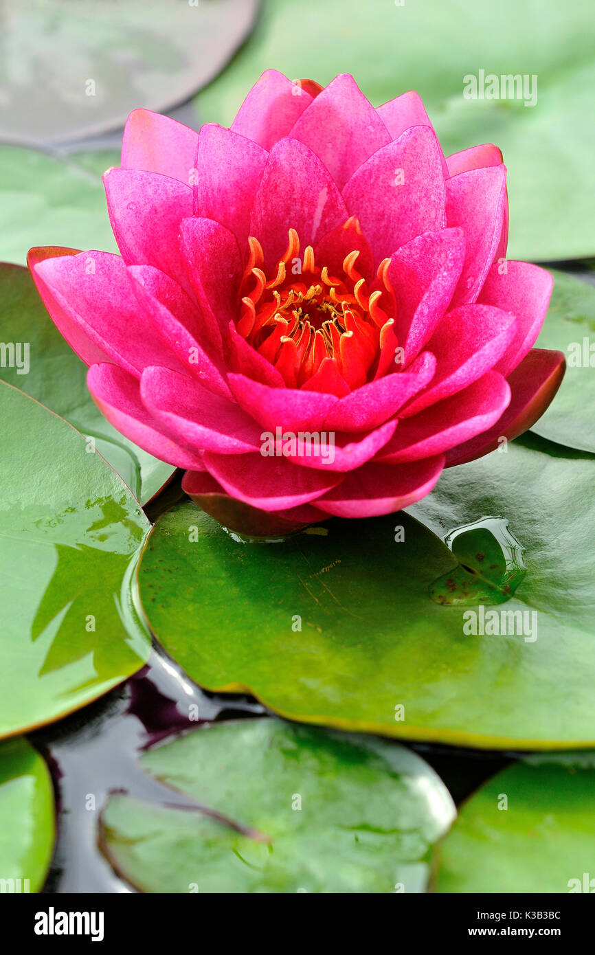 Water lily (Nymphaea), pink flower, Germany Stock Photo