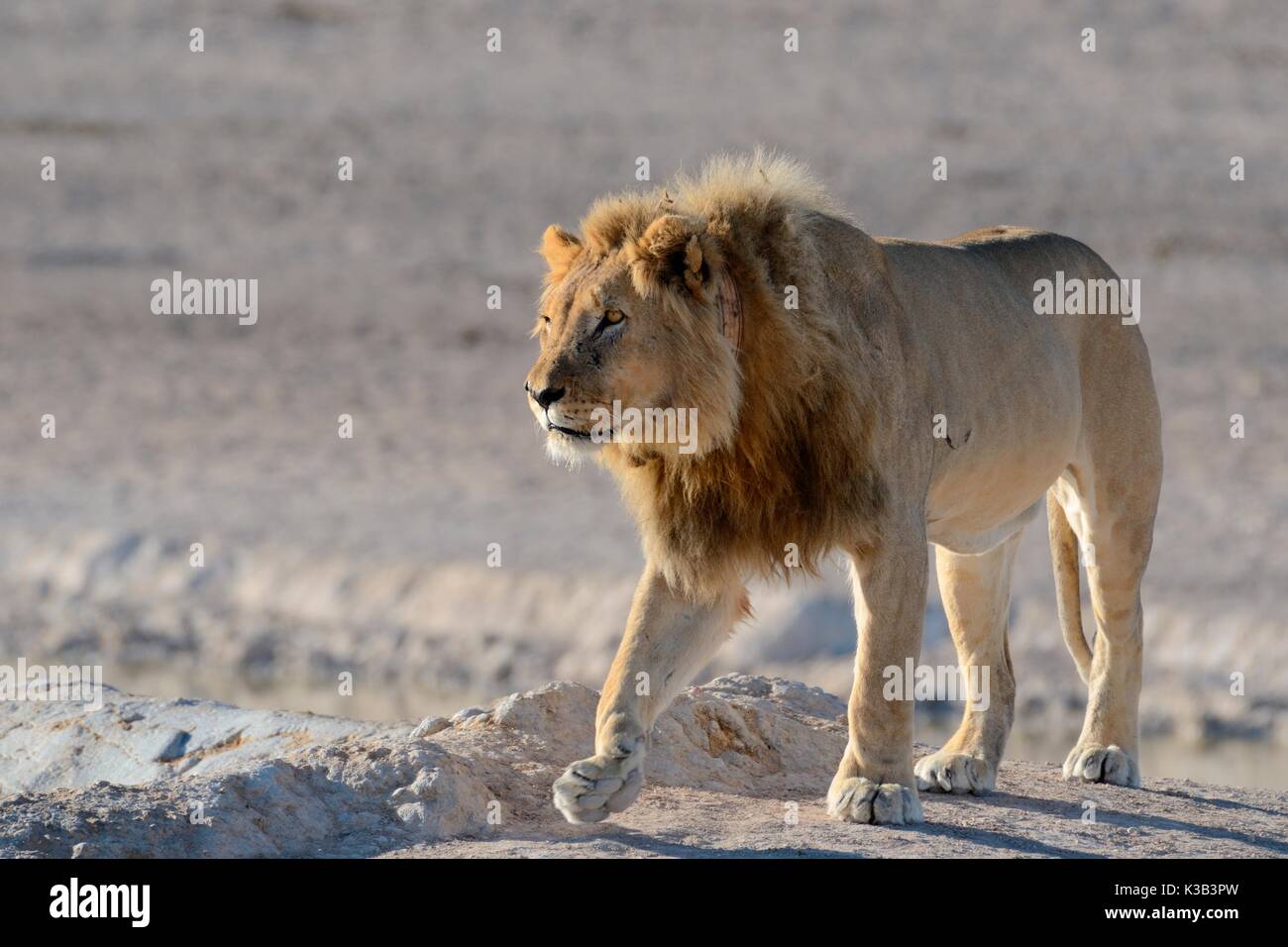 African lion (Panthera leo) with tracking collar, walking, Etosha Nationalpark, Namibia Stock Photo