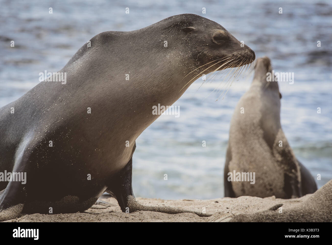 Sea Lions posing / waddling on the Galapgos islands Stock Photo
