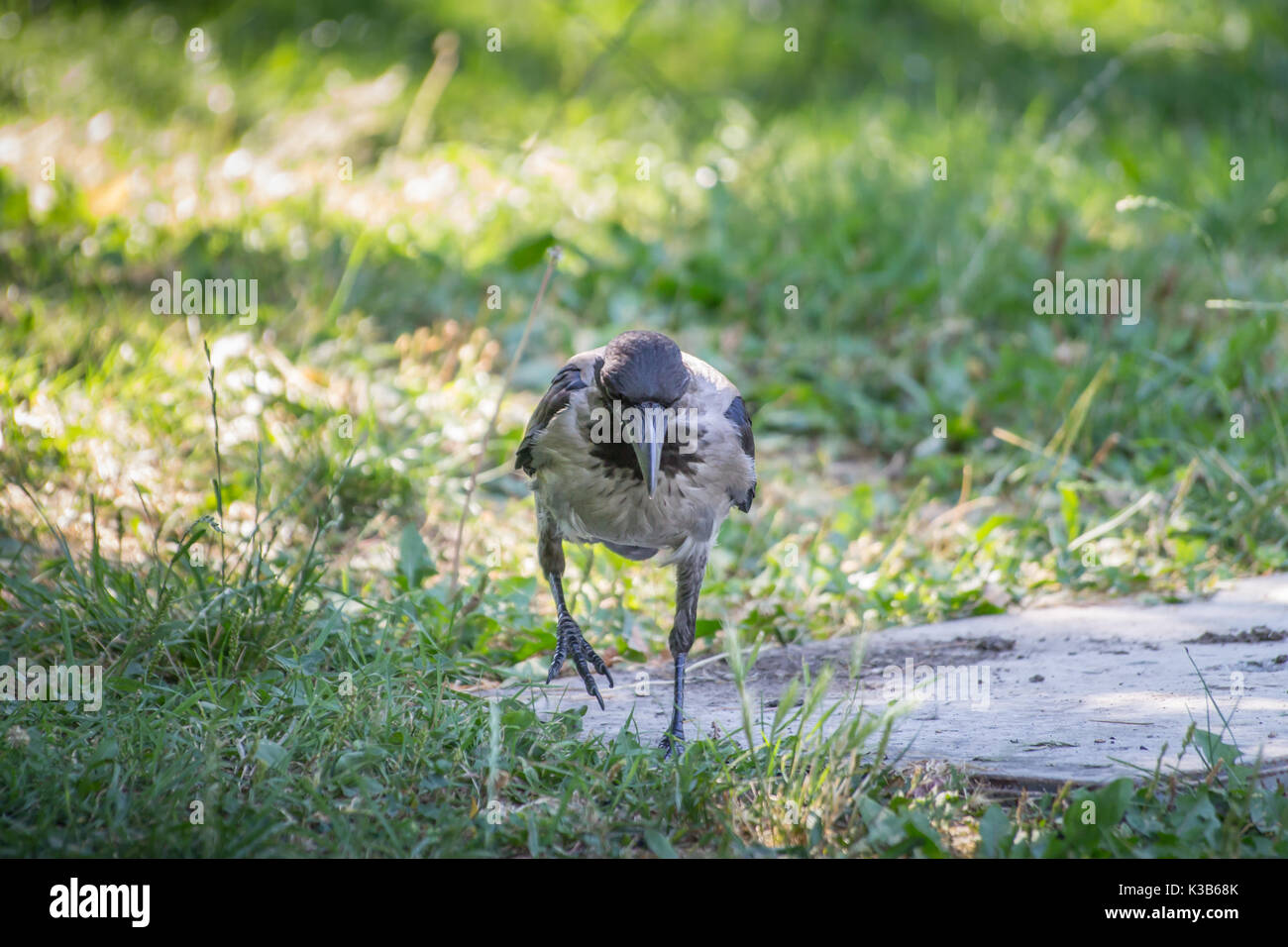 Black and Gray Colored Hooded Crow on park background Stock Photo
