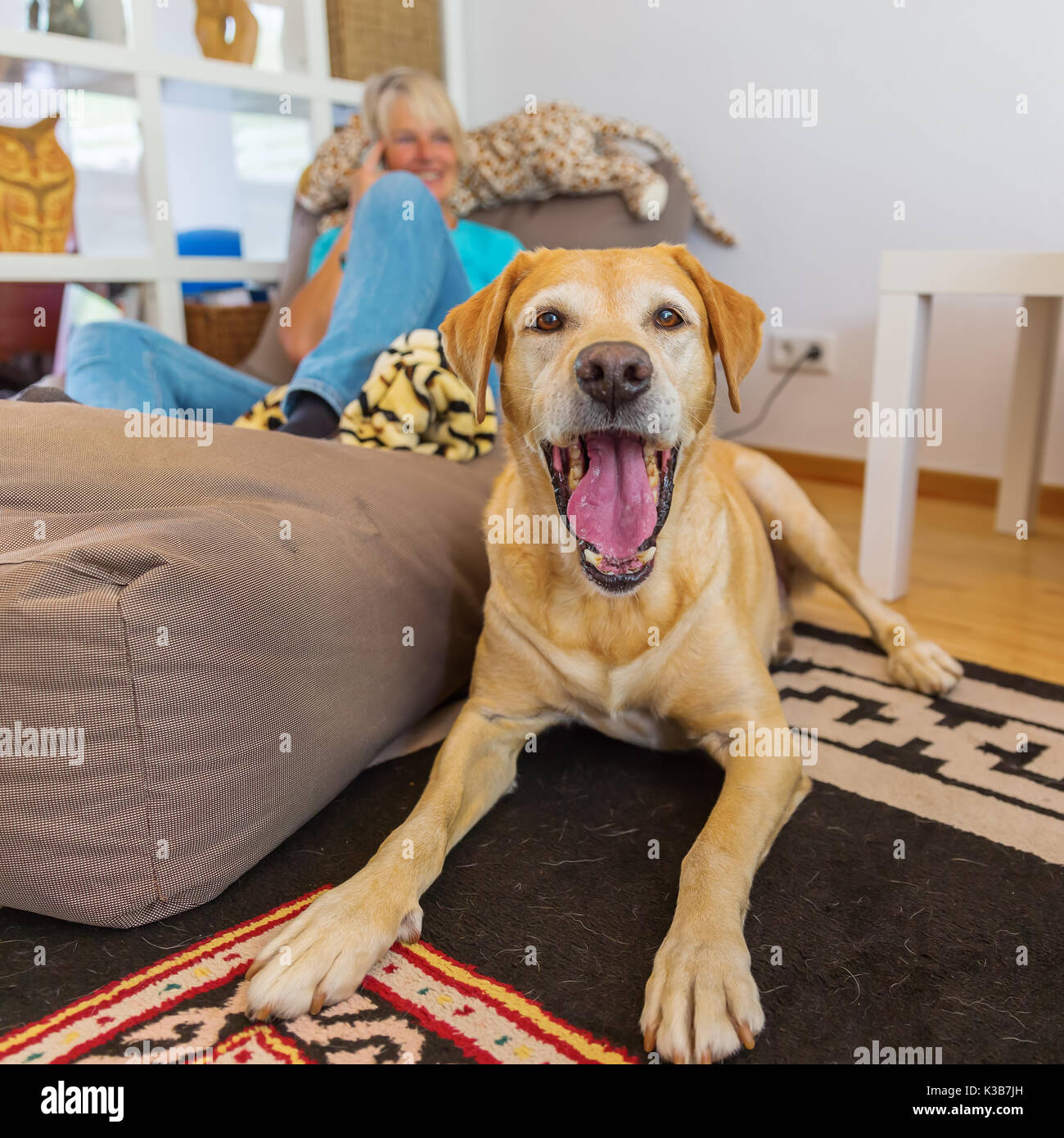 labrador retriever lies on a seating furniture while a mature woman is ...