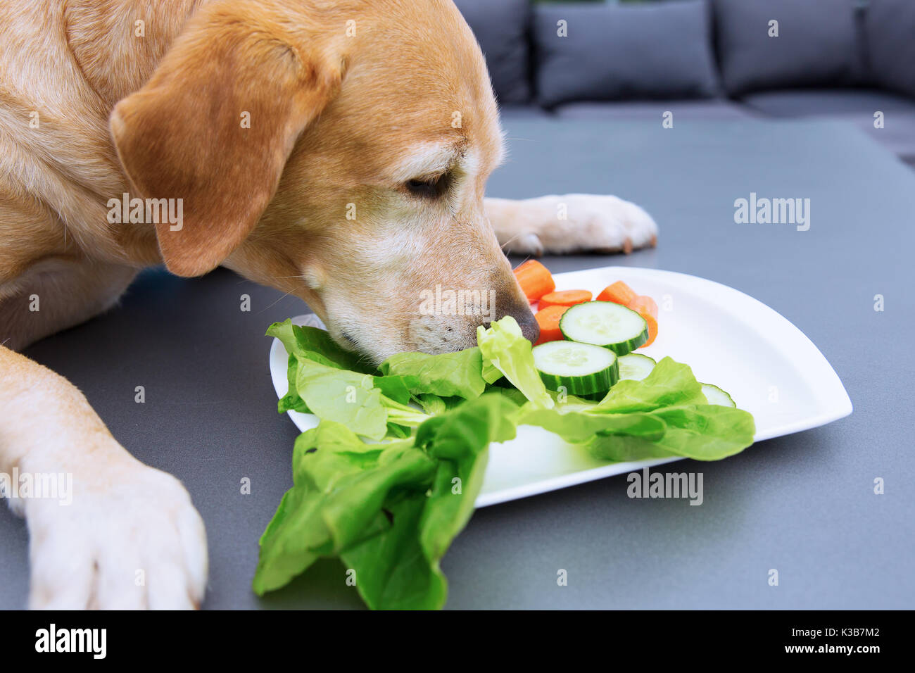 picture of a labrador retriever who eats vegetables from a plate Stock Photo