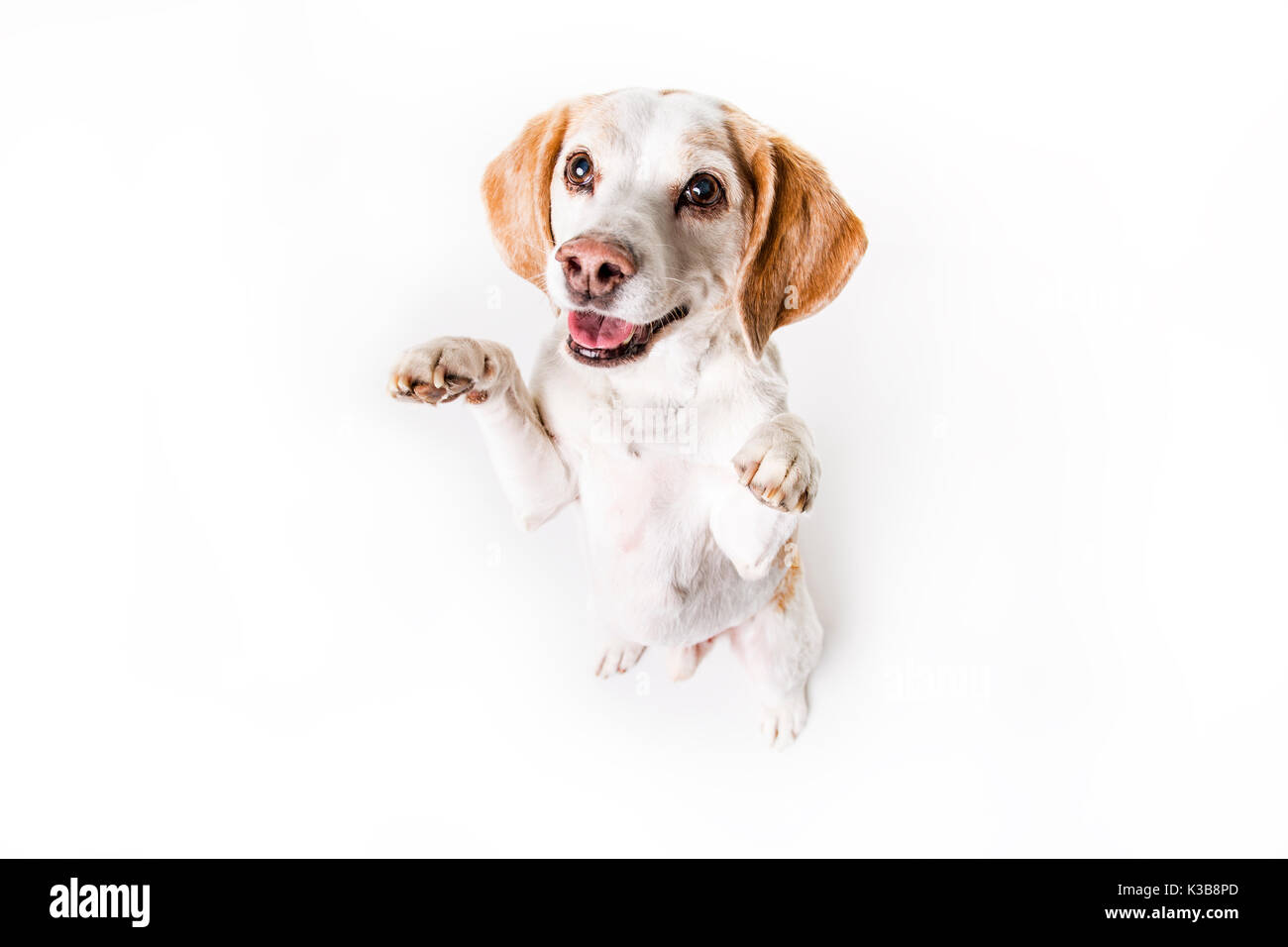 puppy Beagle on white background Stock Photo