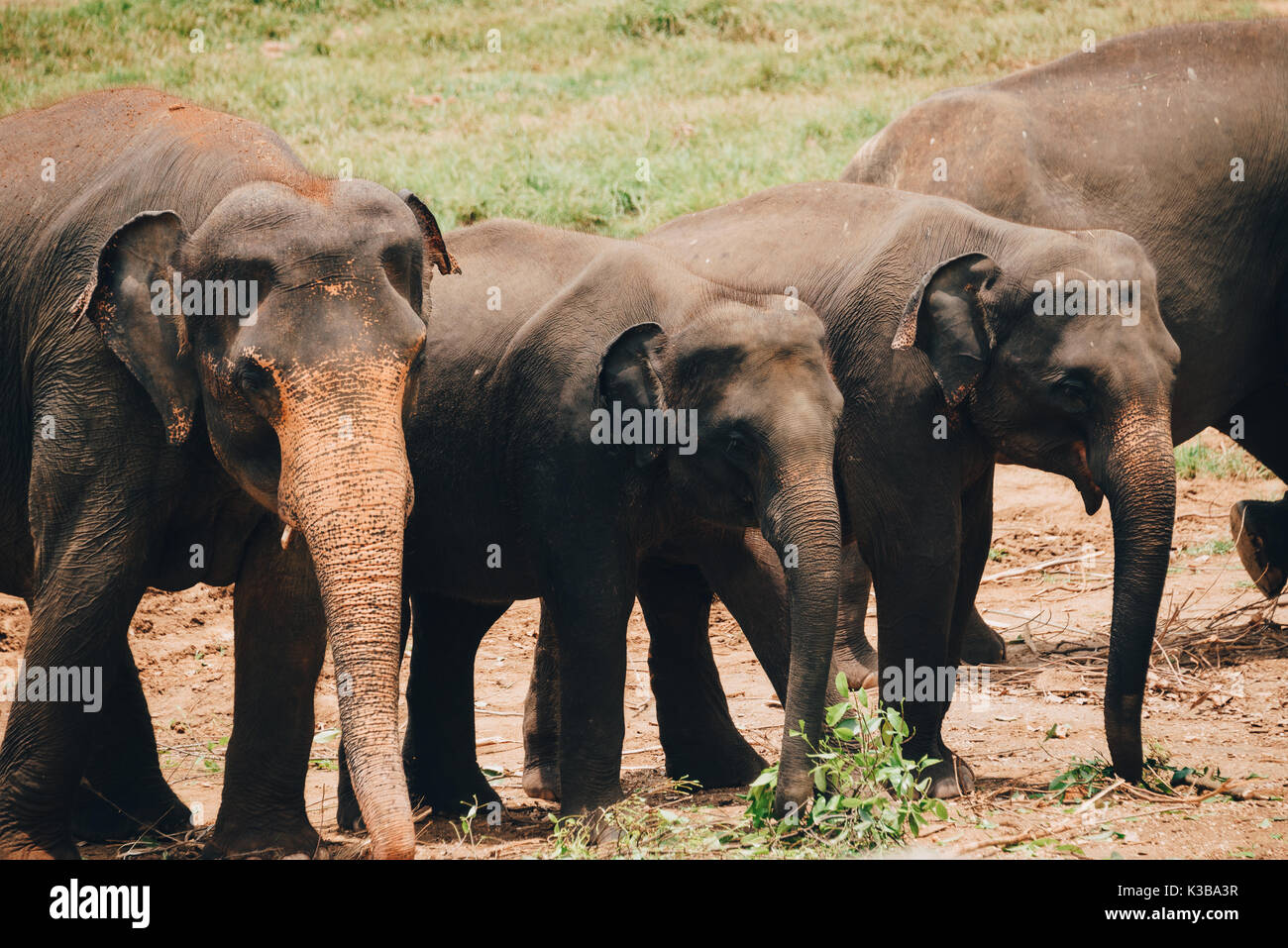 A herd of Sri Lankan Elephants near Kegalle in Central Province, Sri Lanka. The Sri Lankan elephant (Elephas maximus maximus) is one of three recogniz Stock Photo
