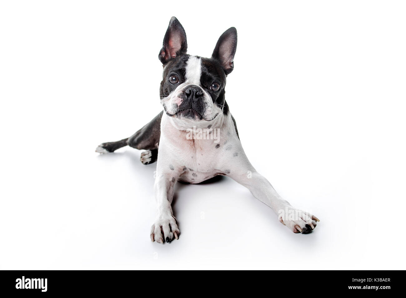 Boston Terrier, standing in front of white background Stock Photo - Alamy