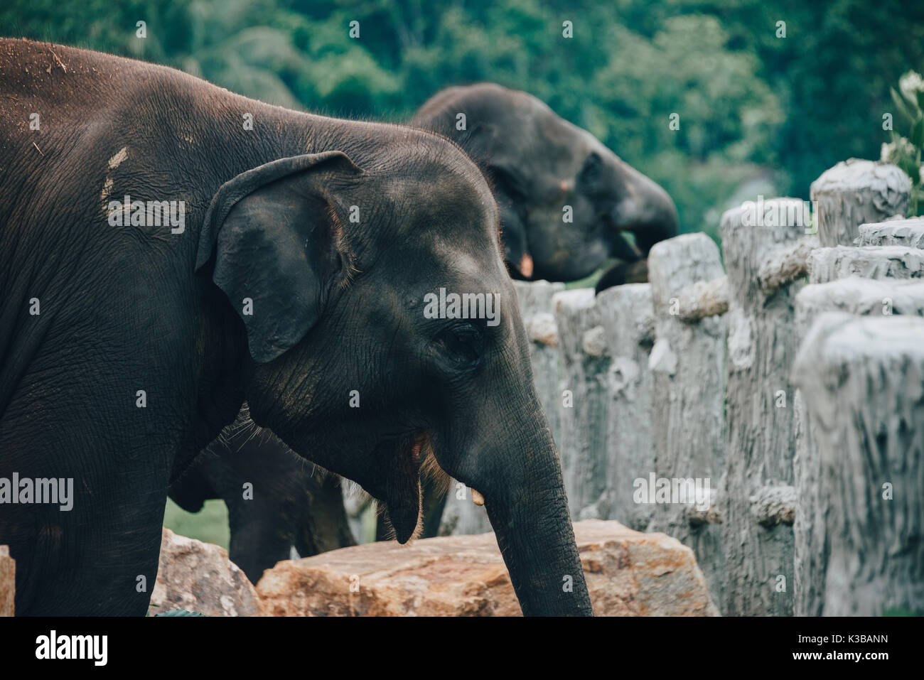 A herd of Sri Lankan Elephants near Kegalle in Central Province, Sri Lanka. The Sri Lankan elephant (Elephas maximus maximus) is one of three recogniz Stock Photo