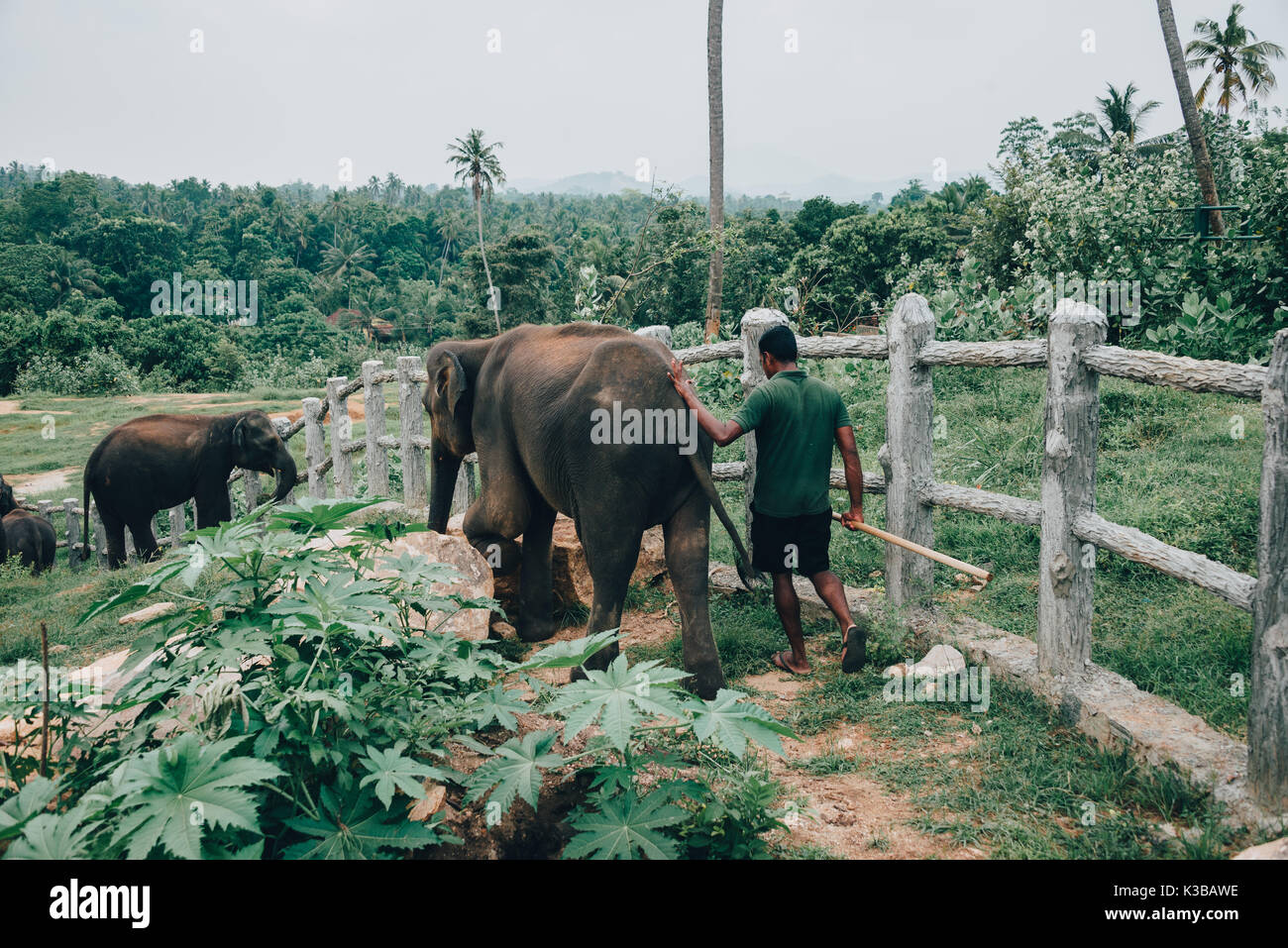 Kegalle District, Sri lanka - April 18, 2017:  A young Sri Lankan Elephant with his mahout near Kegalle in Central Province, Sri Lanka. The Sri Lankan Stock Photo