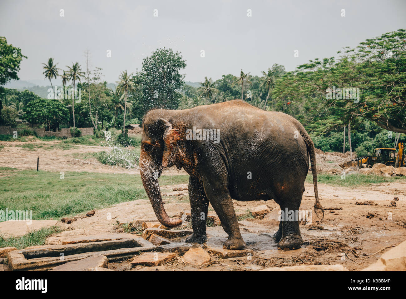 A young Elephant bathing and playing with water near Kegalle in Central Province, Sri Lanka. The Sri Lankan elephant (Elephas maximus maximus) is one  Stock Photo
