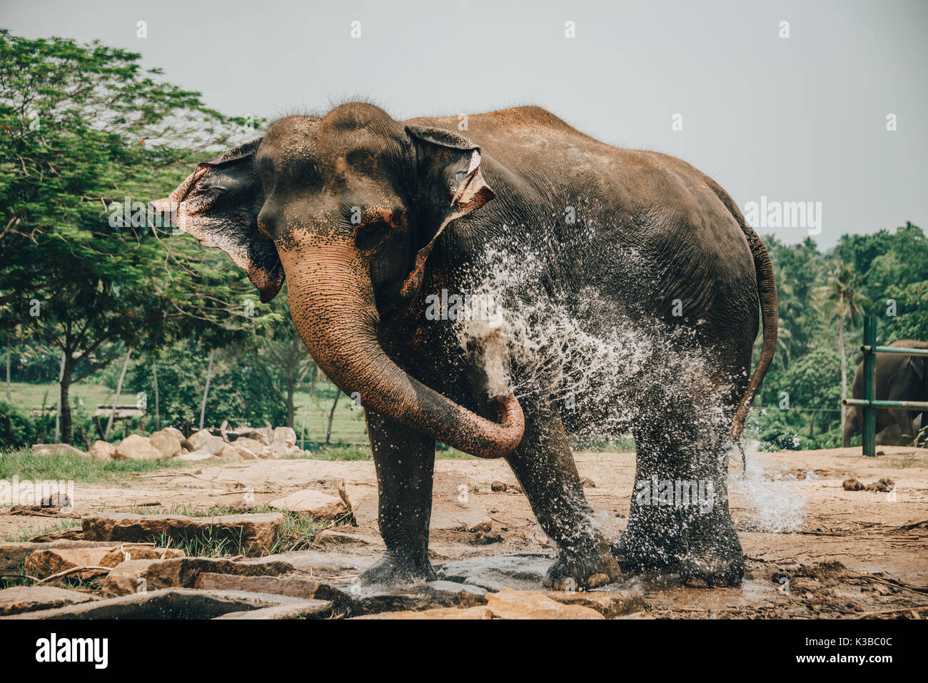 A young Elephant bathing and playing with water near Kegalle in Central Province, Sri Lanka. The Sri Lankan elephant (Elephas maximus maximus) is one  Stock Photo