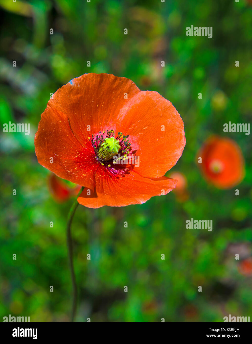 Tall poppies hi-res stock photography and images - Alamy