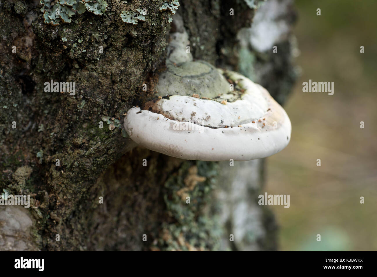 polypore fungus on birch tree macro selective focus Stock Photo