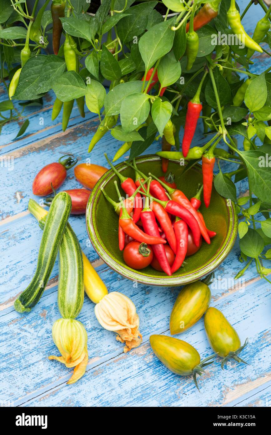 Chillies, Capsicum, Super Chilli, courgettes and tomatoes Stock Photo