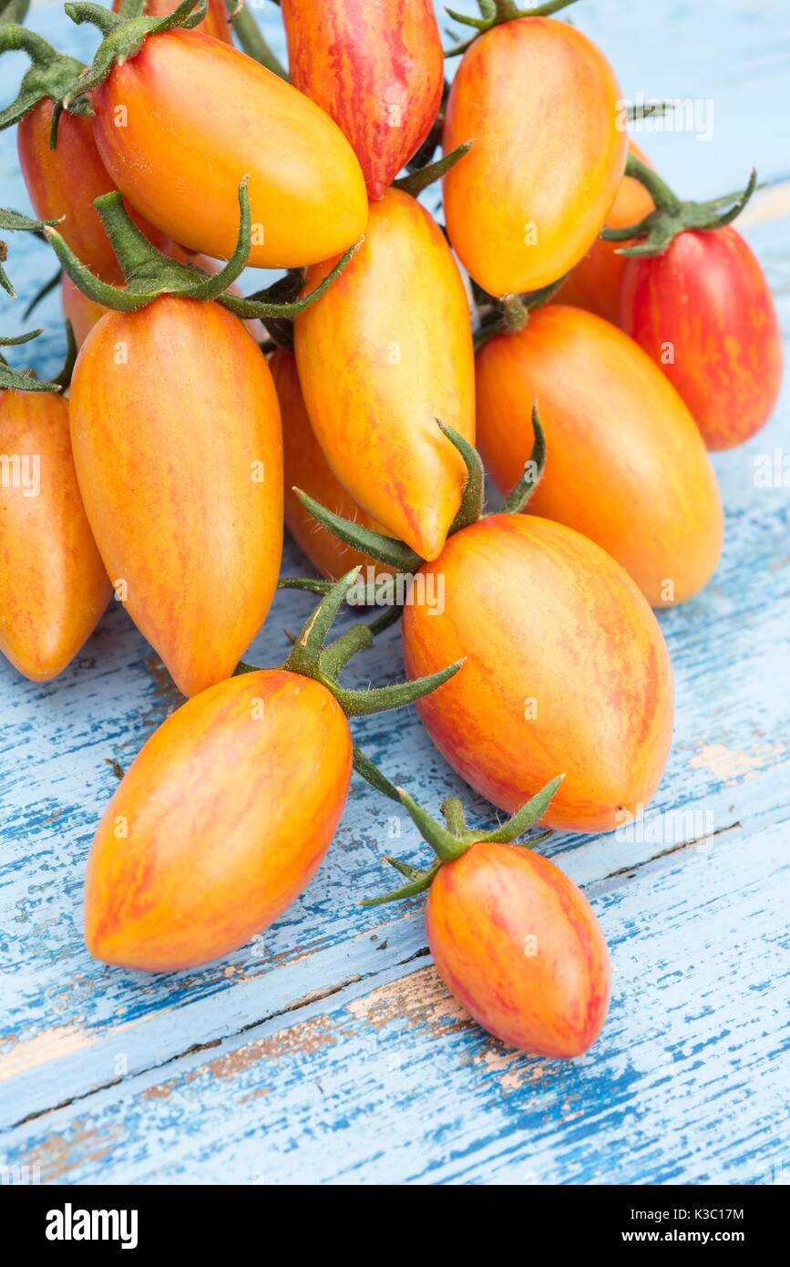 Tomatoes, Solanum lycopersicum, 'Blush Tiger' Stock Photo Alamy