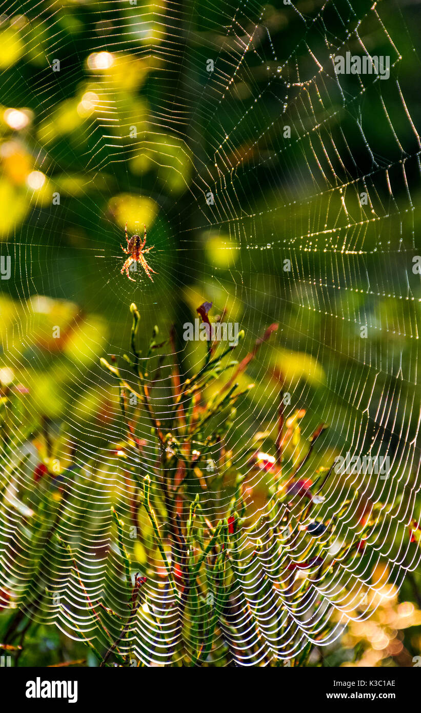 lovely background with spider in the web on beautiful foliage bokeh Stock Photo