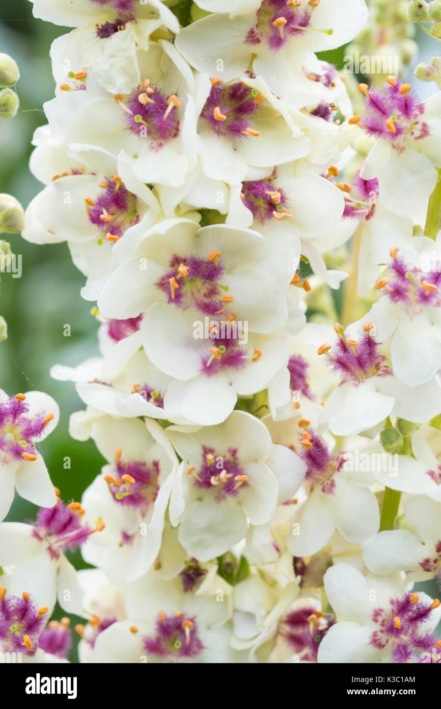 Verbascum chaixii 'Album', white nettle-leaved mullein, flowers Stock Photo