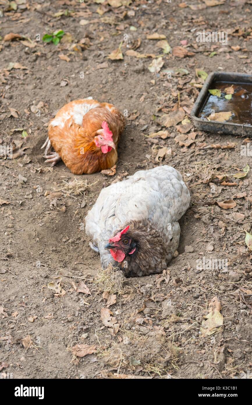 Pet hens dustbathing Stock Photo