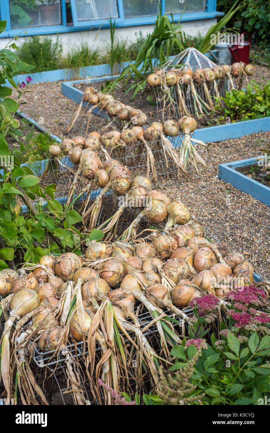 Main crop hi-res stock photography and images - Alamy