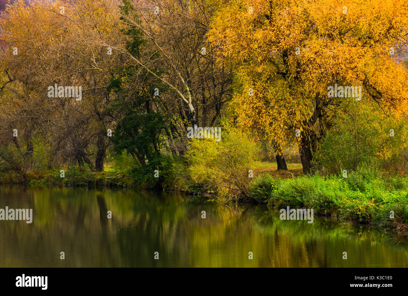 Gorgeous plant foliage hi-res stock photography and images - Alamy