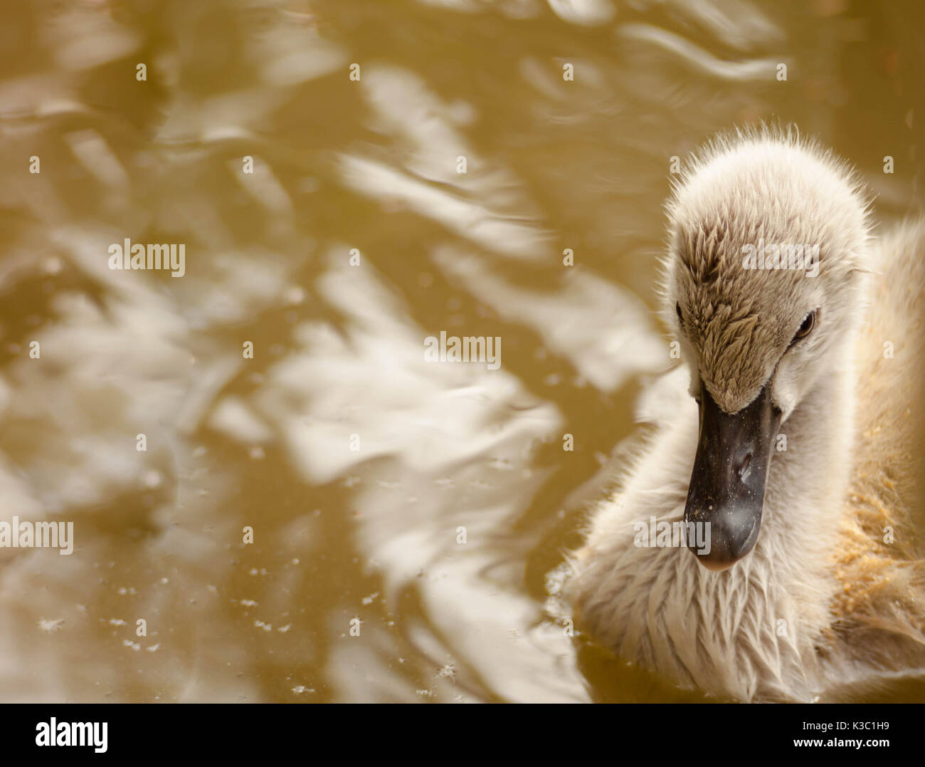 Ugly duckling swan swimming on the pond Stock Photo