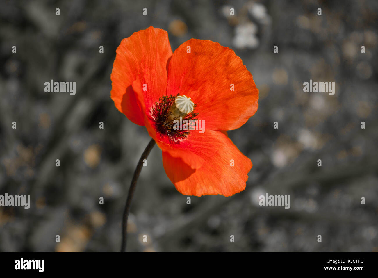Black and white poppies hires stock photography and images Alamy