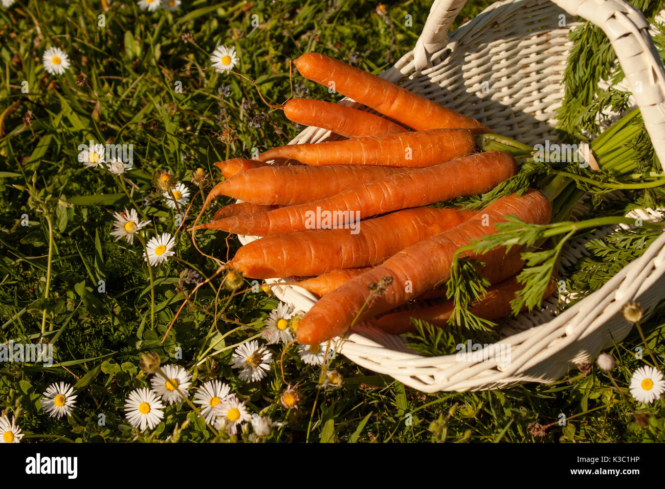 Organic carrots harvest in a white basket on the meadow floor Stock Photo