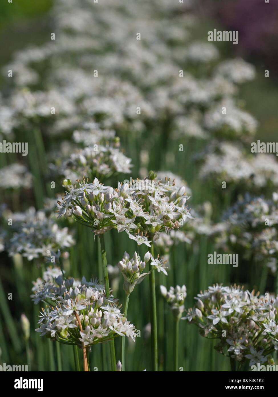 Chive Plant Garlic Chives, Allium tuberosum Stock Photo Alamy