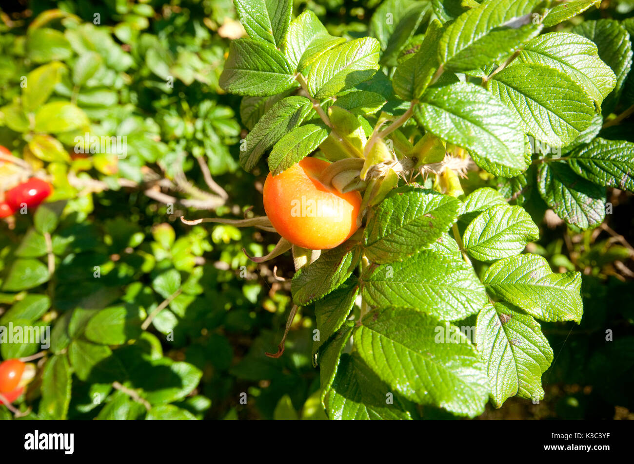 A close up of a rose hip fruit amongst the green leaves in Norfolk, UK Stock Photo