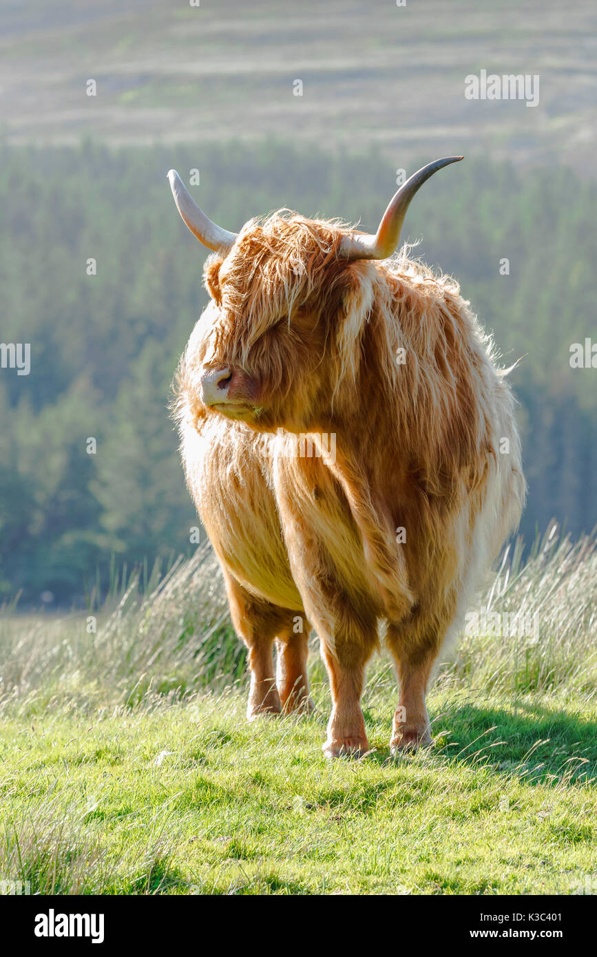 Highland cattle on the Isle of Skye, Scotland, United Kingdom Stock Photo