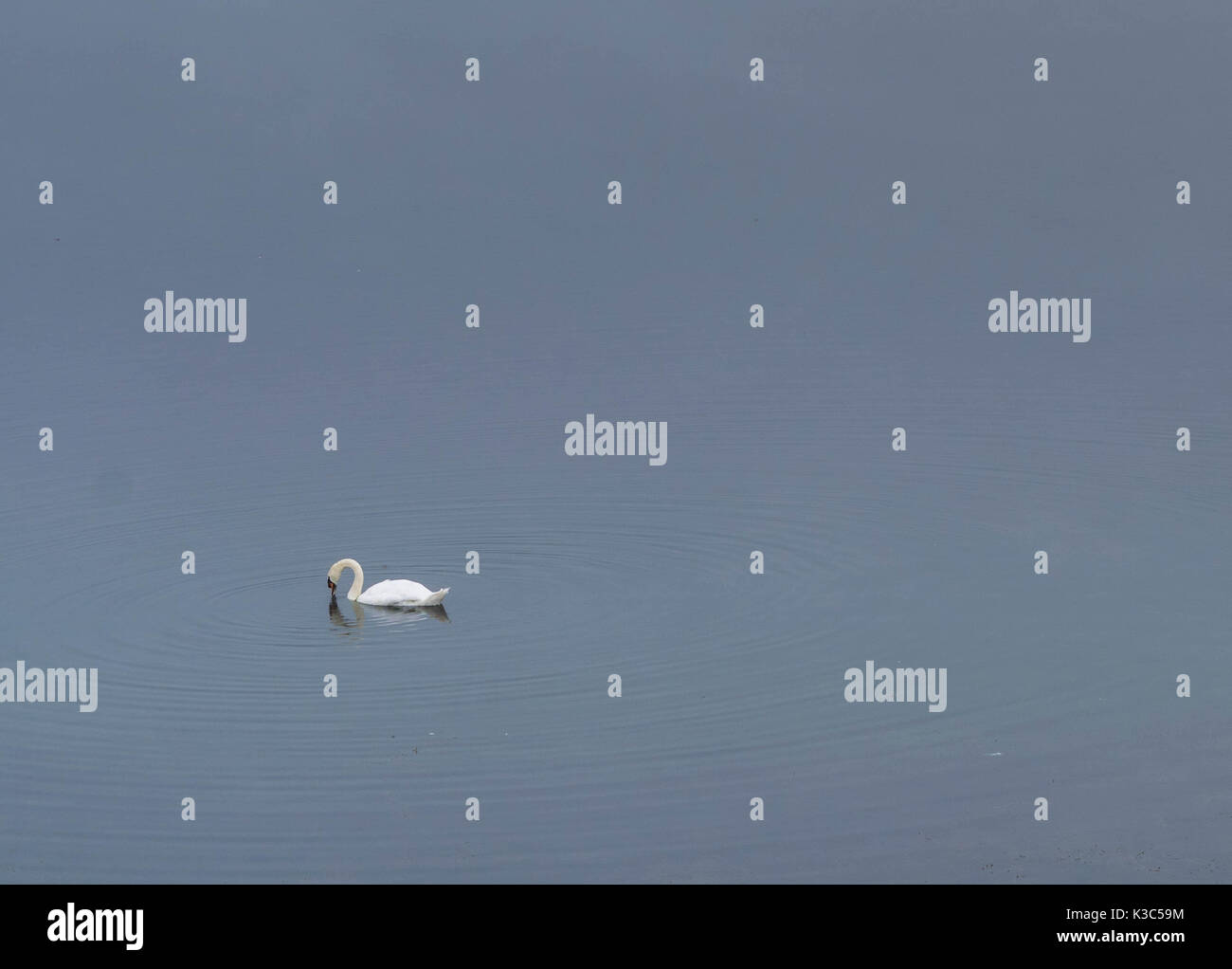 Bird swimming in Draycote Lake in a foggy morning. Stock Photo