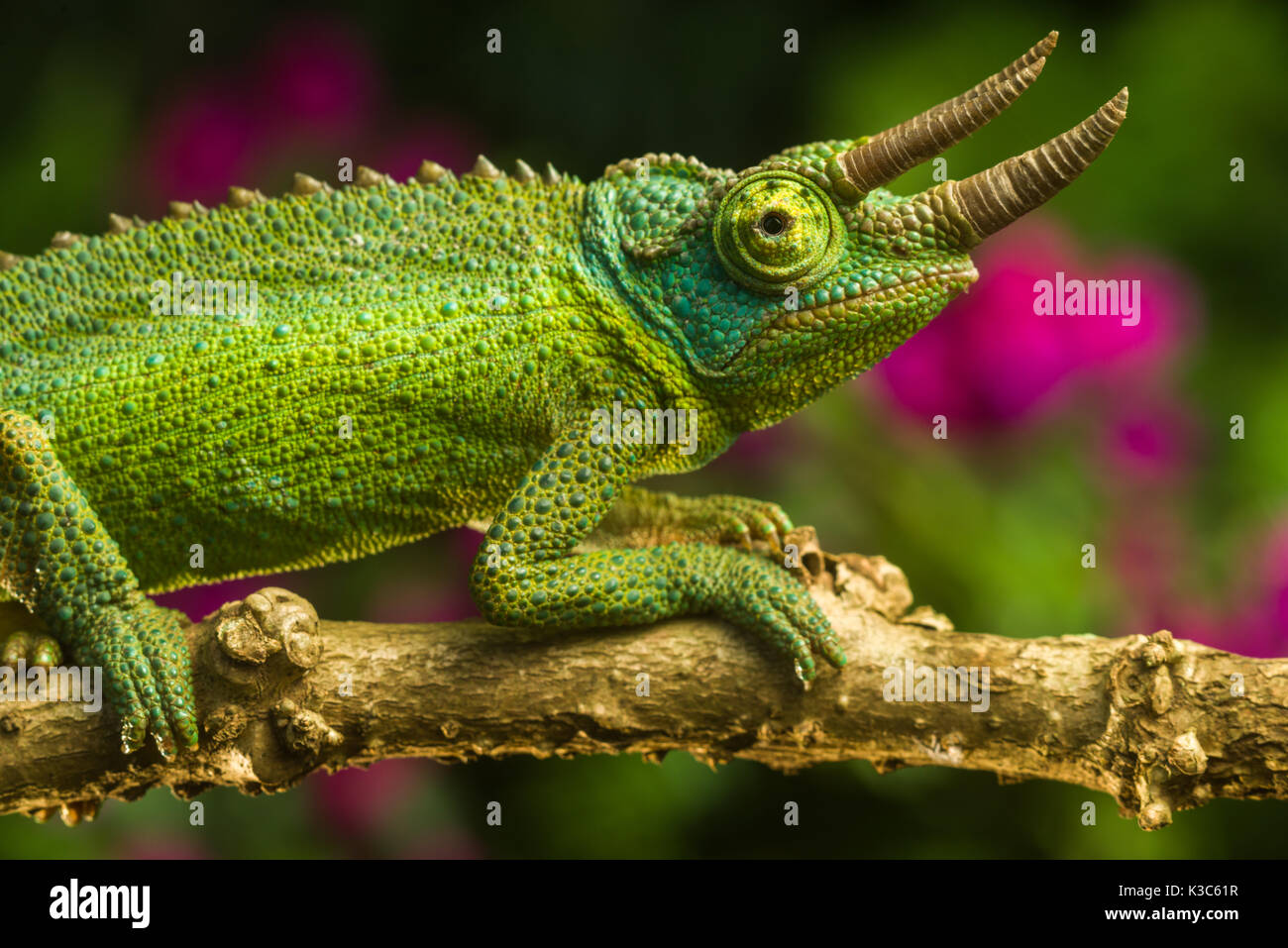 Adult male Jackson's chameleon (Trioceros jacksonii jacksonii) resting on branch, Nairobi, Kenya Stock Photo