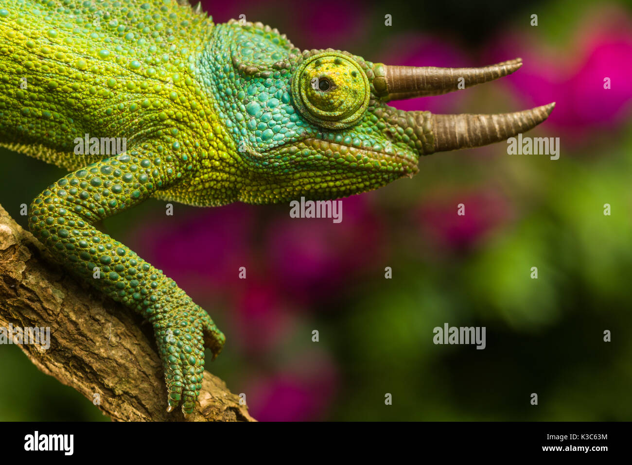 Adult male Jackson's chameleon (Trioceros jacksonii jacksonii) resting on branch, Nairobi, Kenya Stock Photo