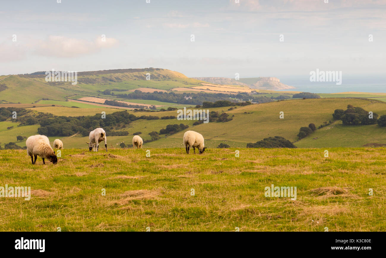 beautiful Dorset countryside overlooking jurassic coast UK Stock Photo