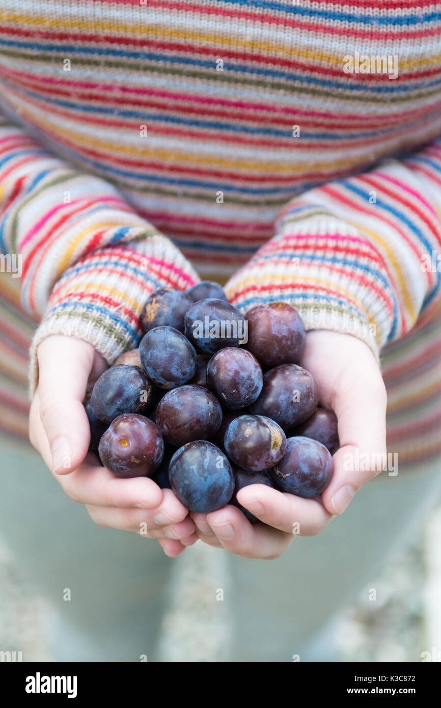 foraging for wild damsons - young woman holding wild damsons in her hands Stock Photo