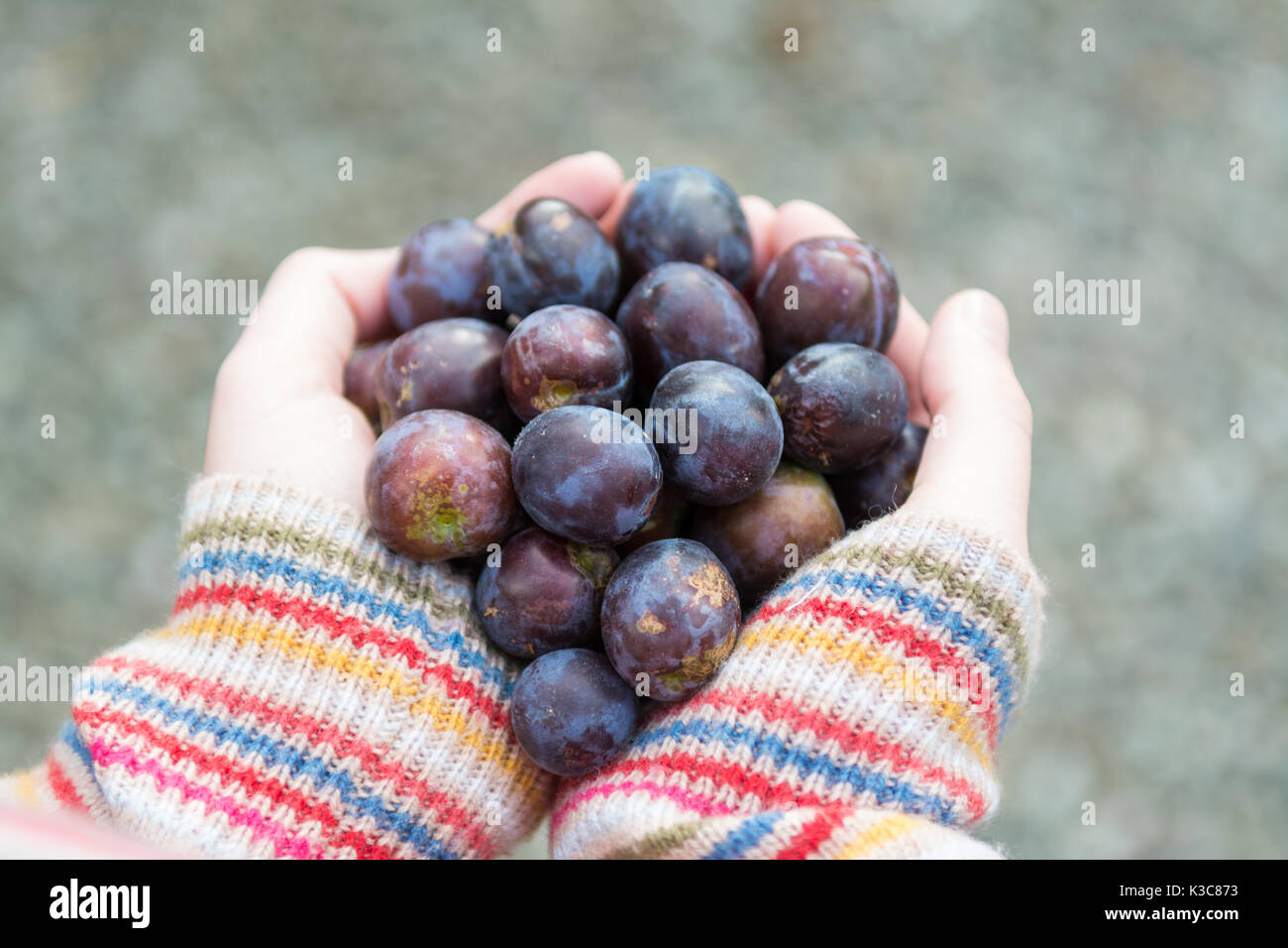 foraging for wild damsons - young woman holding wild damsons in her hands Stock Photo