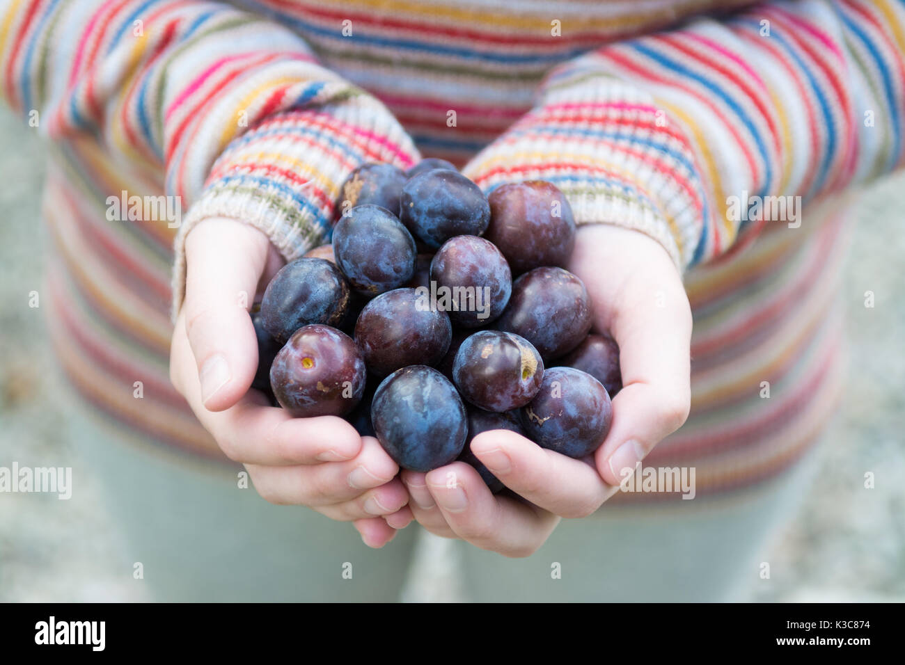 foraging for wild damsons - young woman holding wild damsons in her hands Stock Photo