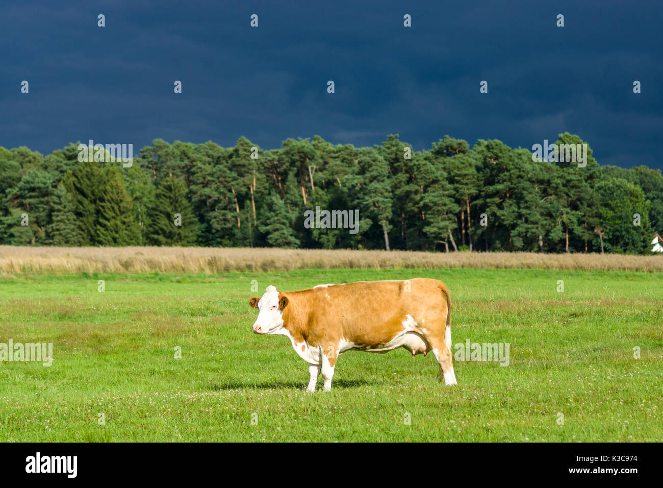 A cow in the pasture against a stormy sky Stock Photo - Alamy