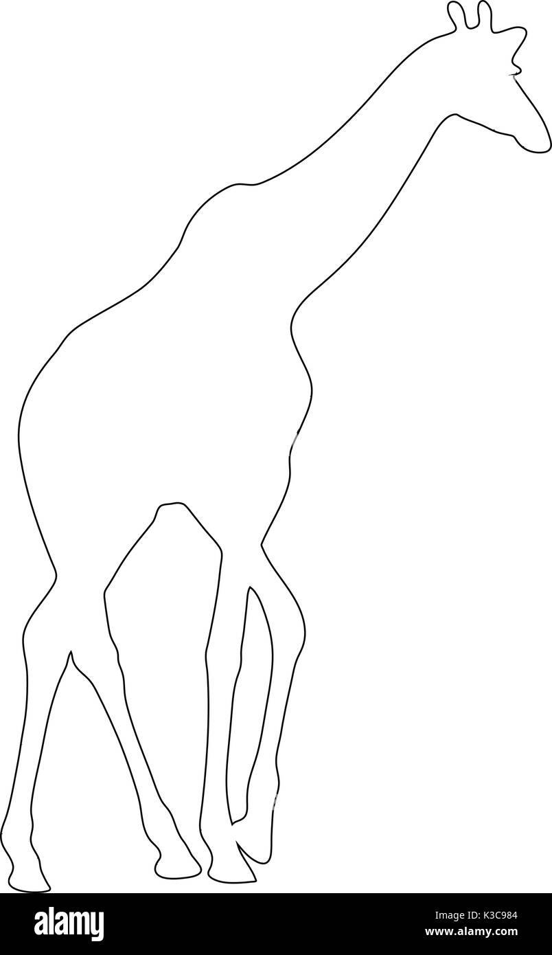 Giraffe Silhouette Outline Black and White Stock Photos & Images - Alamy