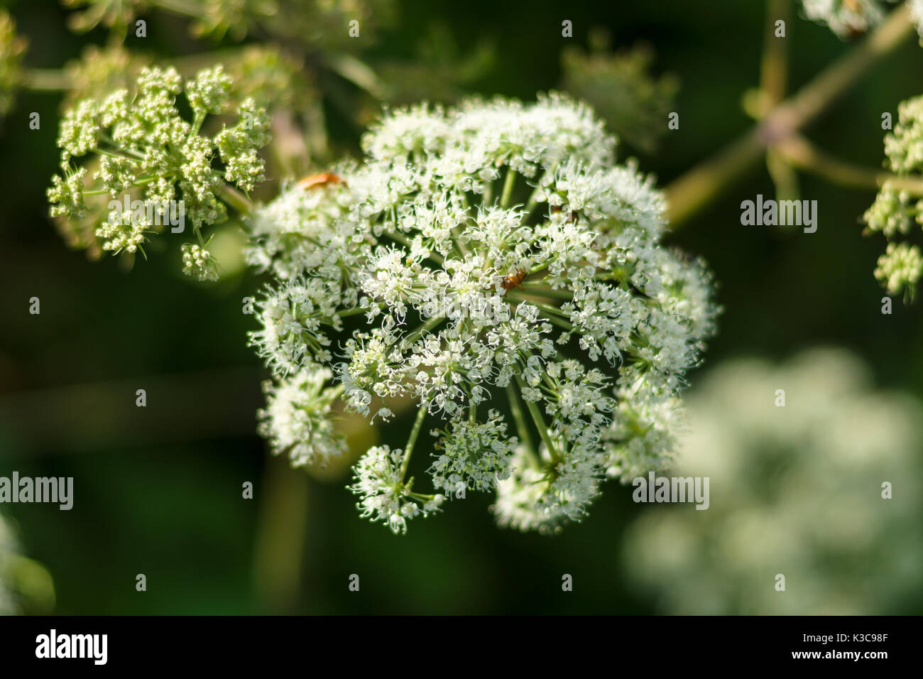 Flower of a poisonous biennial herbaceous flowering plant - Conium ...