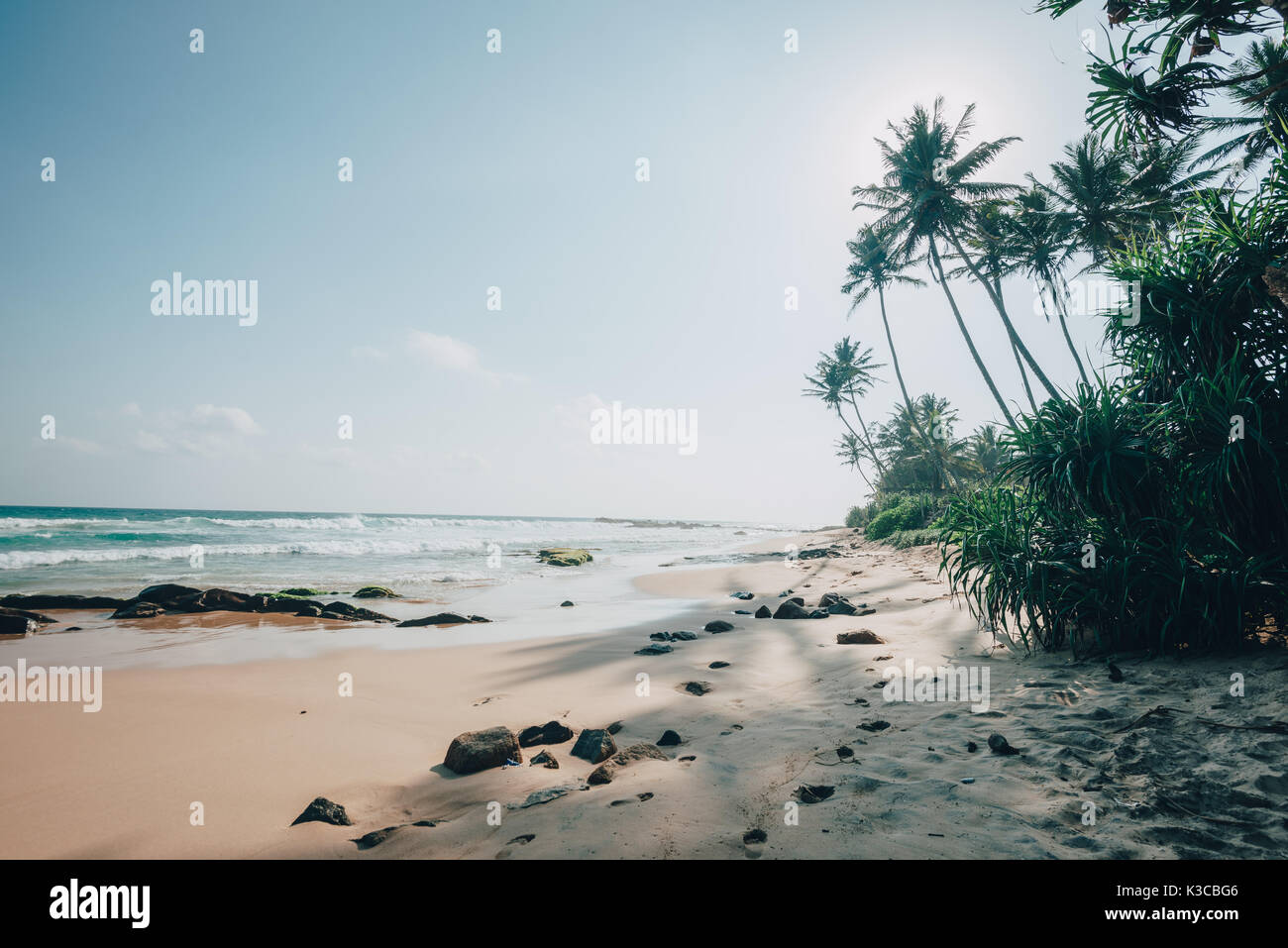 Coconut beach near Weligama on Sri Lankas south coast Stock Photo Alamy