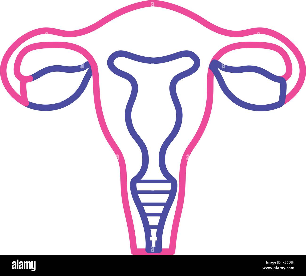 Ovaries Uterus Stock Photos & Ovaries Uterus Stock Images Alamy