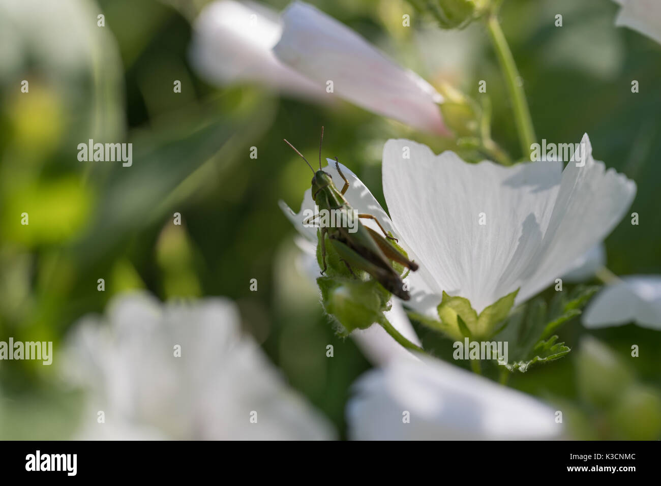 Grasshopper and white flowers. Stock Photo