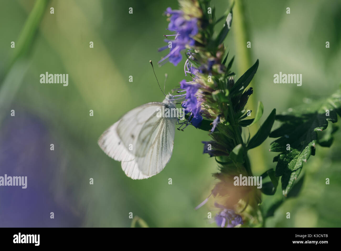 Female european large cabbage and white butterfly feeding on a flower. Stock Photo