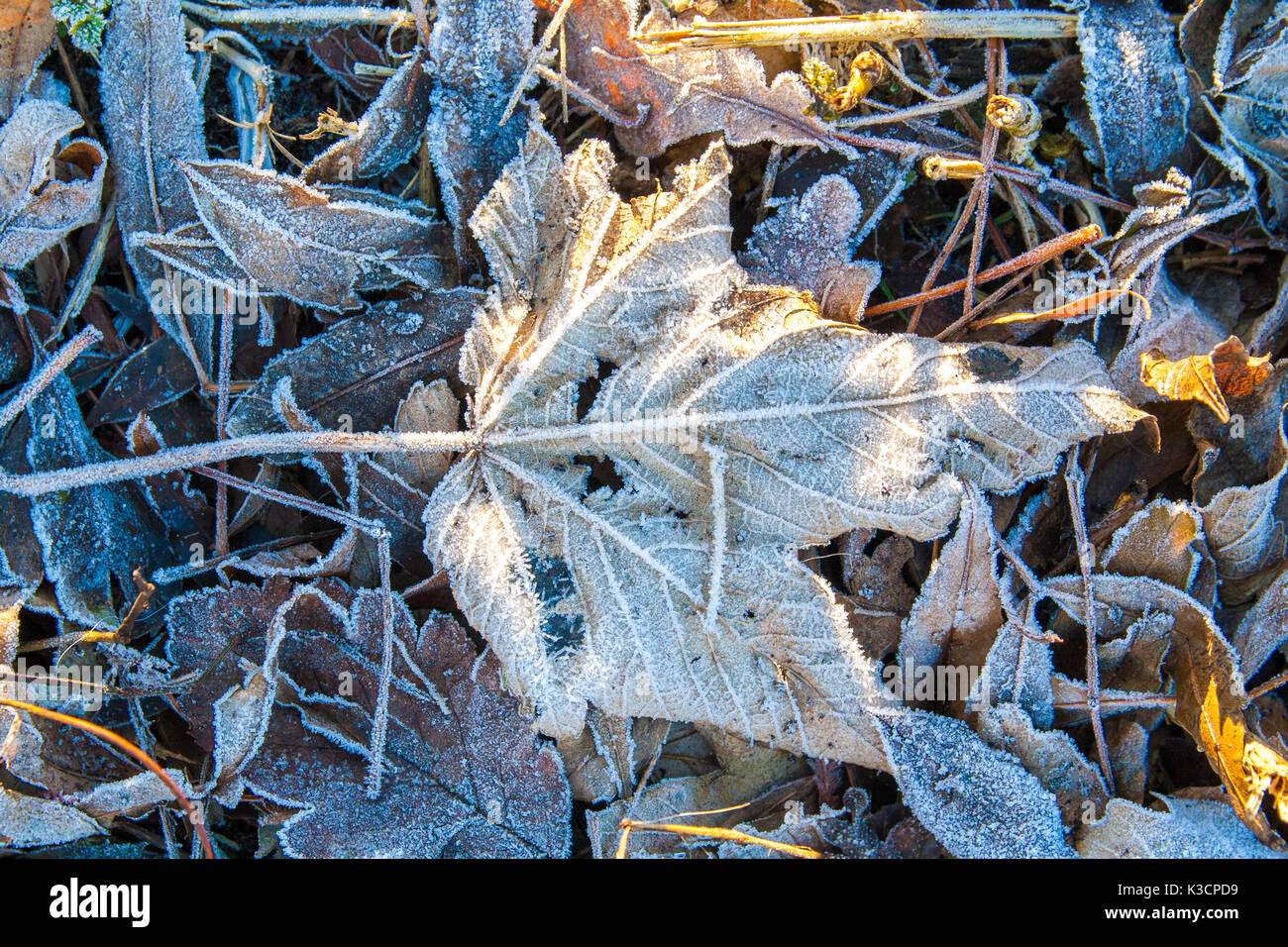 frost covered leaves on the ground Stock Photo - Alamy
