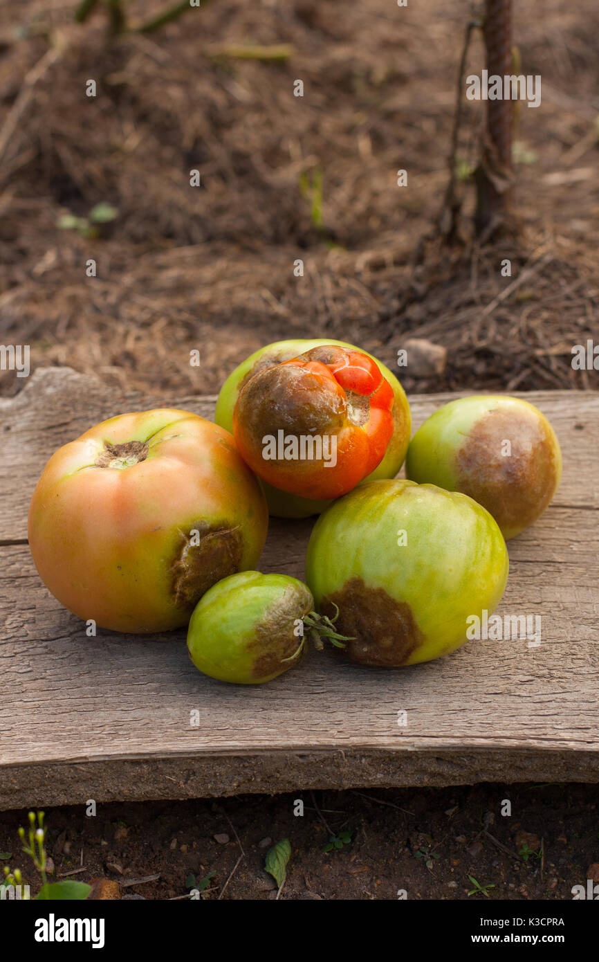 Diseases Of Tomato. Tomato Stricken Phytophthora (Phytophthora Infestans). Fighting Phytophthora. Stock Photo